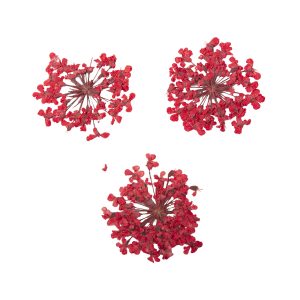 PEGGY SAGE Decoración de uñas flores secas - red bouquet