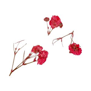 PEGGY SAGE Decoración de uñas flores secas - red branches