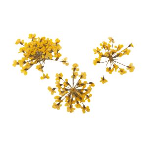 PEGGY SAGE Decoración de uñas flores secas - yellow bouquet