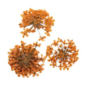 PEGGY SAGE Decoración de uñas flores secas - orange bouquet