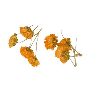 PEGGY SAGE Decoración de uñas flores secas - orange branches